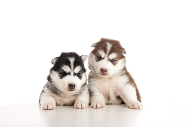 Два сибирских щенка-хаски, сидящих на белом столе.
 - Фото, изображение