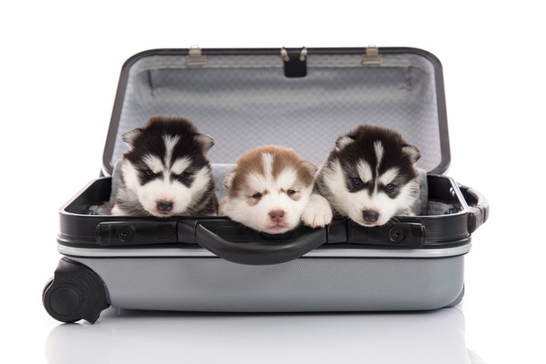 Three siberian husky puppies sitting and looking in suitcase - Photo, Image