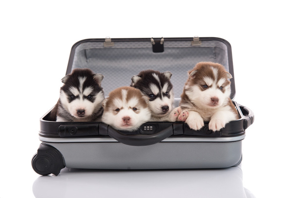 Four siberian husky puppies sitting and looking in suitcase - Photo, Image