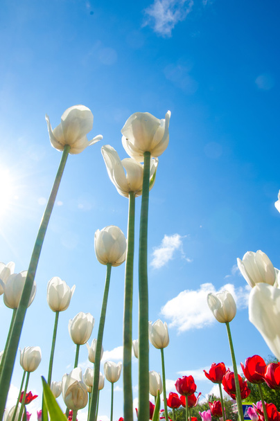 Tulipanes. Semillas de plantas bulbosas. flores de lirio con grandes, en forma de taza
 - Foto, Imagen