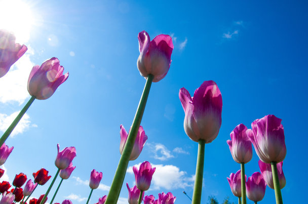 Tulipanes. Semillas de plantas bulbosas. flores de lirio con grandes, en forma de taza
 - Foto, imagen