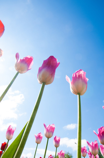 Tulipán. Hagymás növény a magok. liliom virág, a nagy, csésze alakú - Fotó, kép