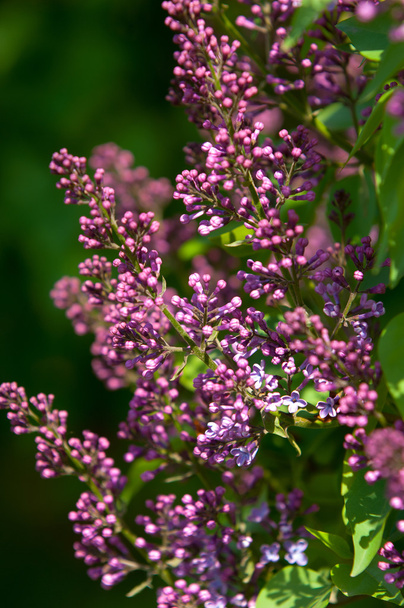lilac bush. branch with spring lilac flowers. Lilacs bloom in May. Lilac bushes in the garden - Photo, Image