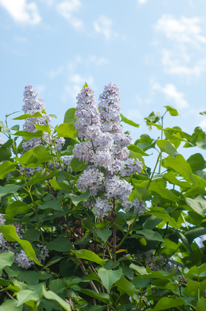 lilac flowers.  Large garden shrub with purple or white fragrant flowers. - Photo, Image
