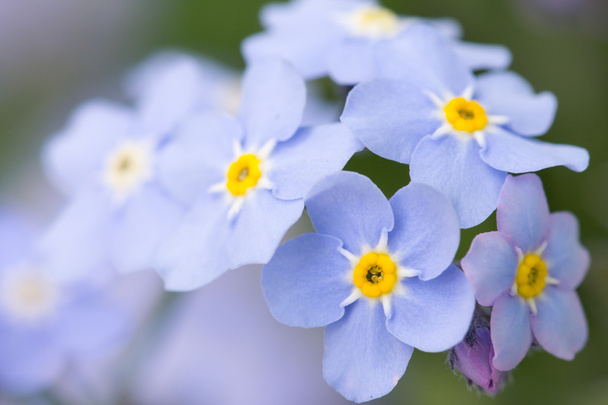 Forget me not flowers - Photo, Image