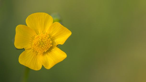 Ranunkeln Blume Makro - Foto, Bild