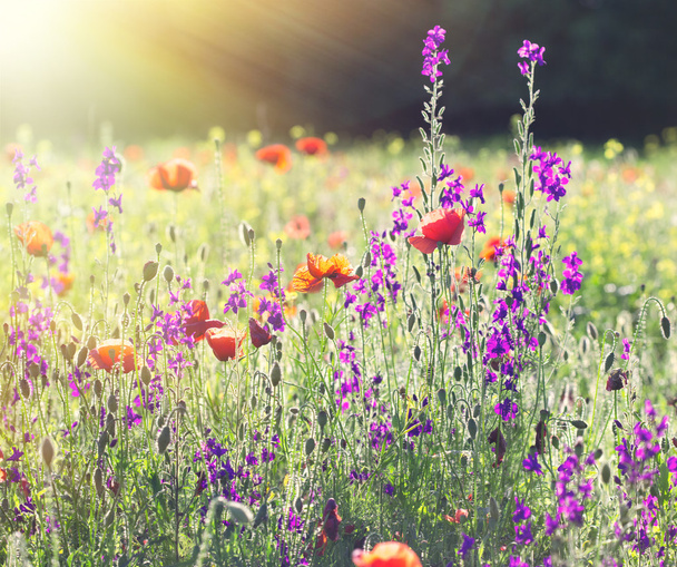 Belles fleurs de prairie
 - Photo, image