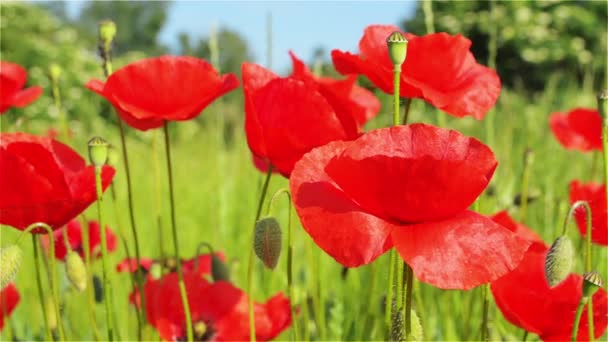 Piros pipacs virágok a réten, egy napsütéses napon - Felvétel, videó