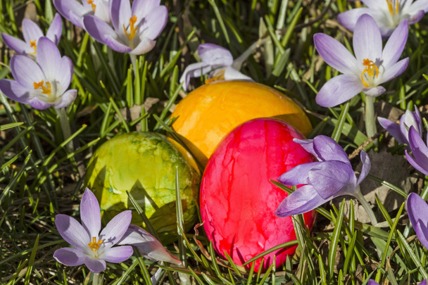 Crocus-meadow amd húsvéti tojás - Fotó, kép