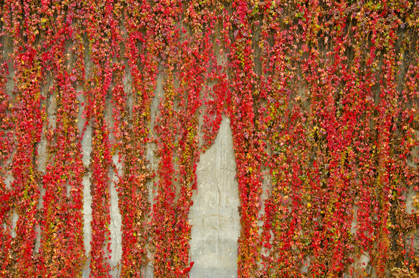 Colorful creepers covers wall made of concrete. Autumn colors. - Photo, Image