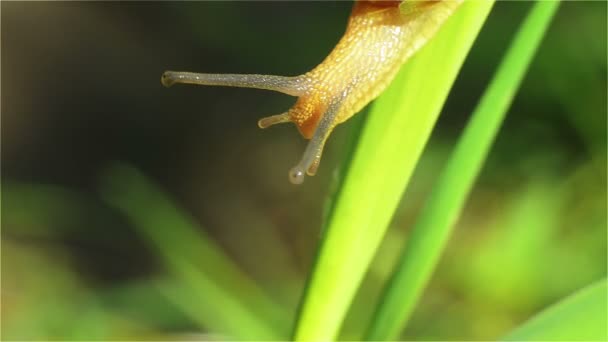 Petite escargot ramper dans les lames de l'herbe par une journée ensoleillée
 - Séquence, vidéo