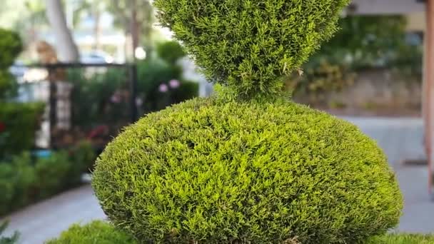 zielony krzew w sercu kształt stojący - Materiał filmowy, wideo
