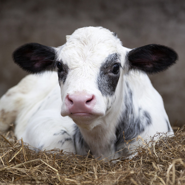 vitello bianco e nero molto giovane in paglia di fienile guarda vigile
 - Foto, immagini