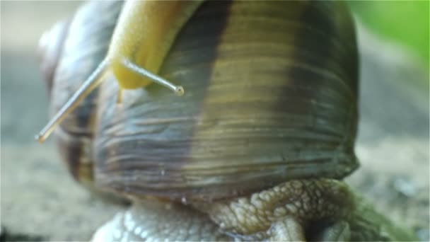Kleine slak crawlt rijen van huizen grote slak - Video