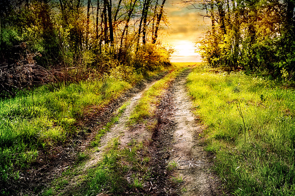 Route dans la forêt verte s'étend au soleil
 - Photo, image