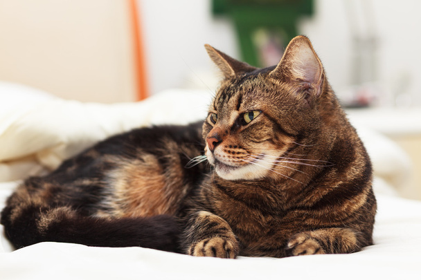mourovatá kočka - Fotografie, Obrázek
