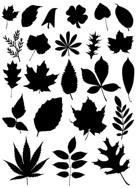 Set of leaf - Vector, Image