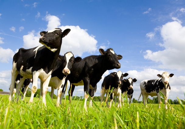 Holstein koeien - Foto, afbeelding
