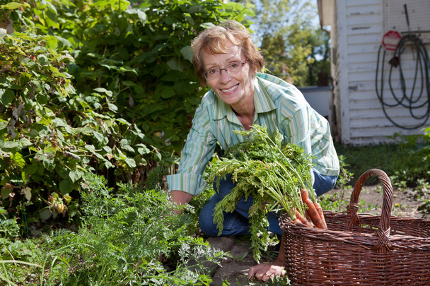 Senior woman harvesting carrots - Фото, изображение