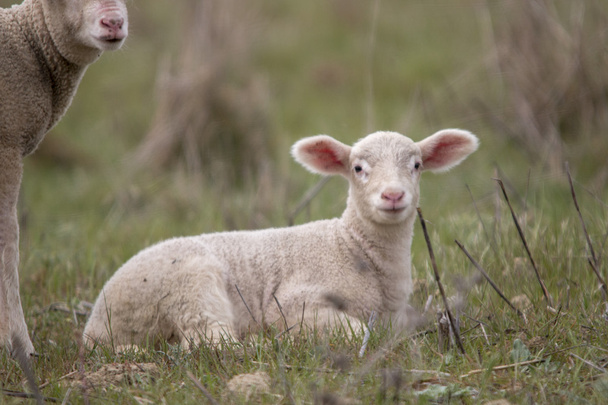 Beláz bárány természete - Fotó, kép