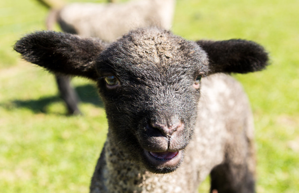 Portrait of Shropshire lamb in meadow - 写真・画像