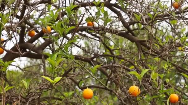 Zbliżenie drzew pomarańczowych w ogrodzie, selektywne skupienie - Materiał filmowy, wideo