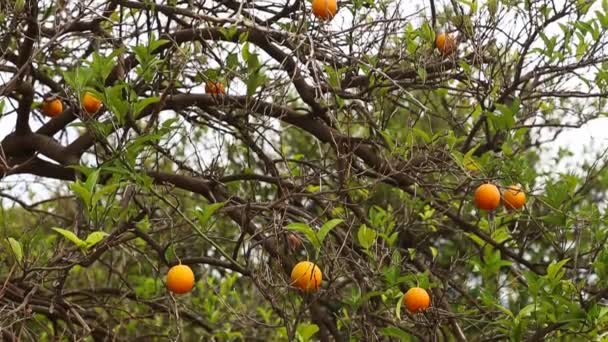 Zbliżenie drzew pomarańczowych w ogrodzie, selektywne skupienie - Materiał filmowy, wideo