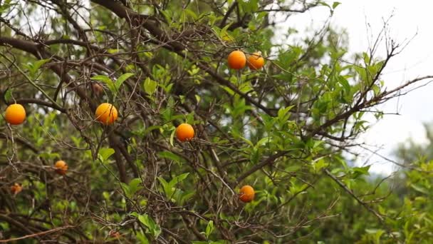 Close up of orange trees in the garden, selective focus - Footage, Video
