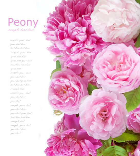 Фон из пионов и роз, изолированный на белом
 - Фото, изображение