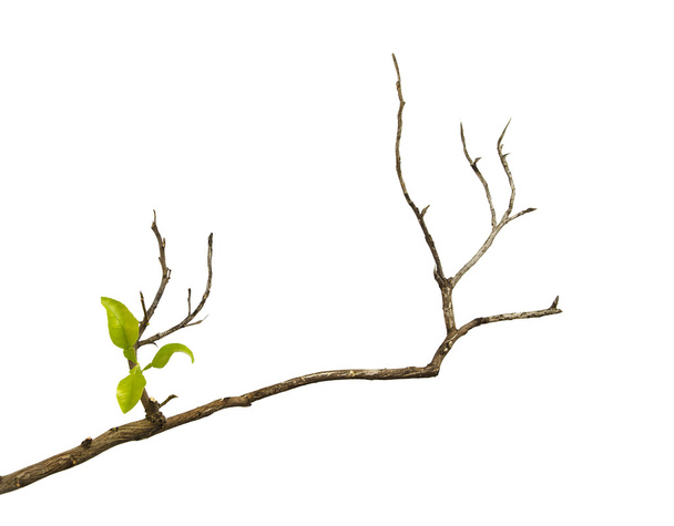 rama con hojas - Foto, imagen