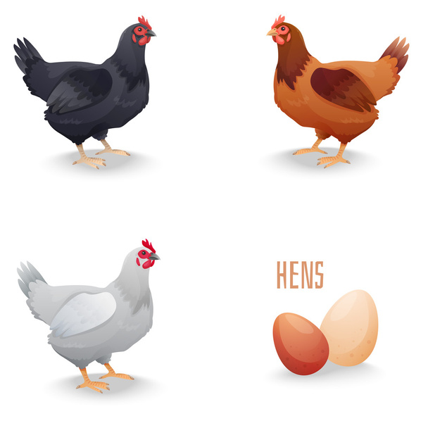 Yumurta ile farklı cins tavuklar kümesi. izole - Vektör, Görsel