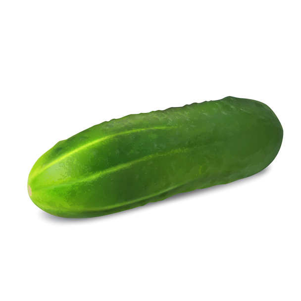komkommer - Vector, afbeelding