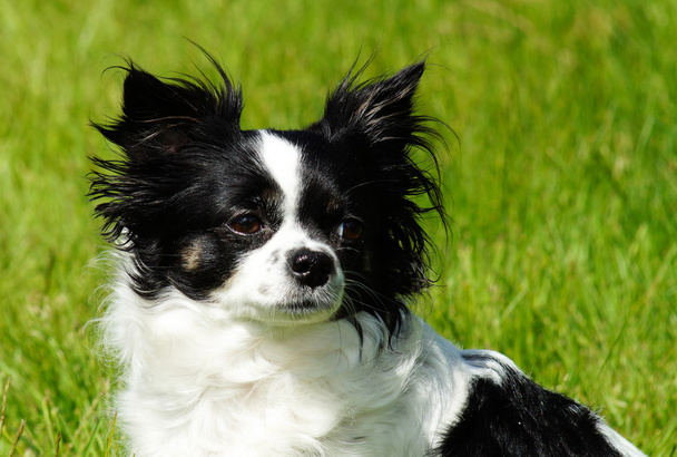 Chihuahua cão
 - Foto, Imagem