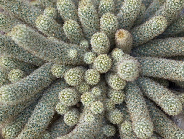 Cactus detail - Photo, Image
