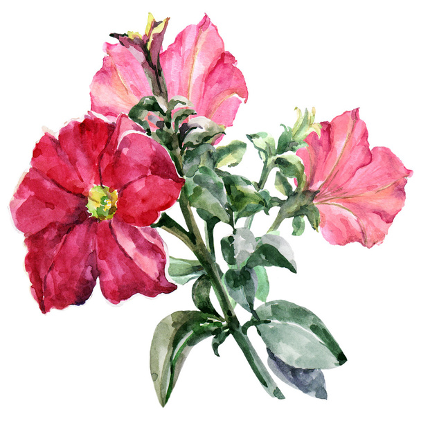 Rode petunia, tak, aquarel - Foto, afbeelding