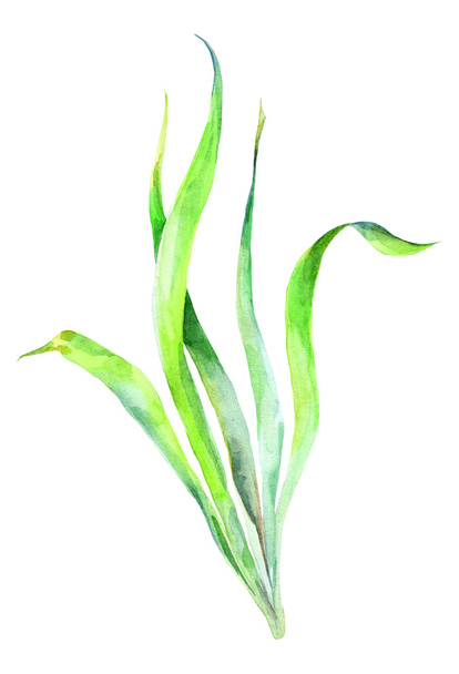 Alga, watercolor - Fotoğraf, Görsel