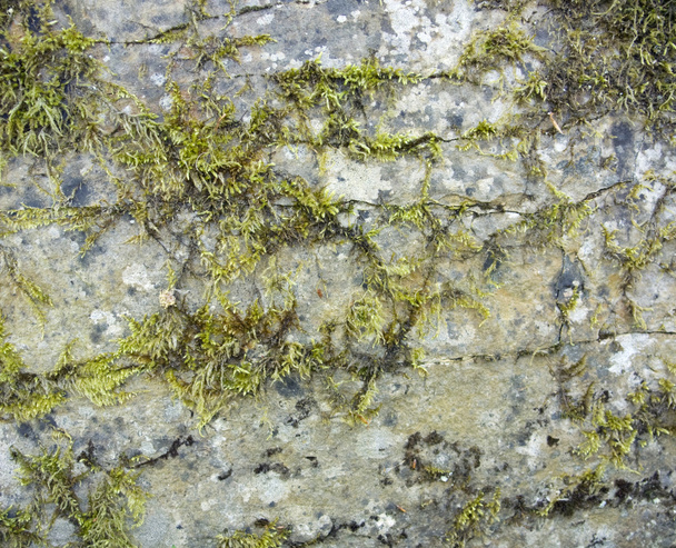 Stone surface with moss and lichen - Photo, Image