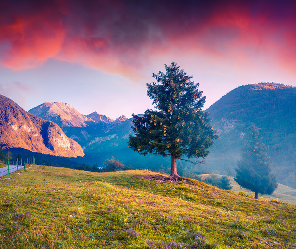 Samotna sosna w mgliste Letnie góry - Zdjęcie, obraz