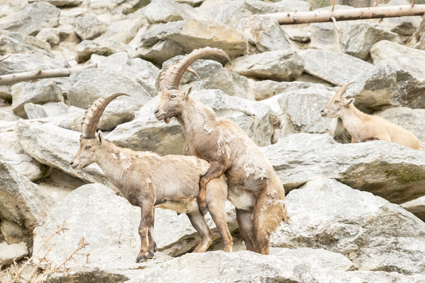 Ibex alpejski - Zdjęcie, obraz