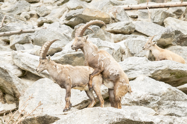Ibex alpejski - Zdjęcie, obraz