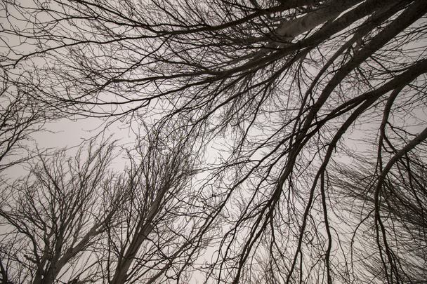 голі голі дерева з багатьма гілками
 - Фото, зображення