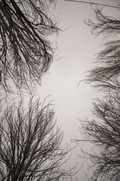 голі голі дерева з багатьма гілками
 - Фото, зображення
