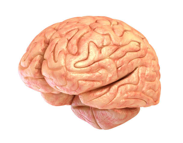 Human brain model, isolated - Foto, Imagen