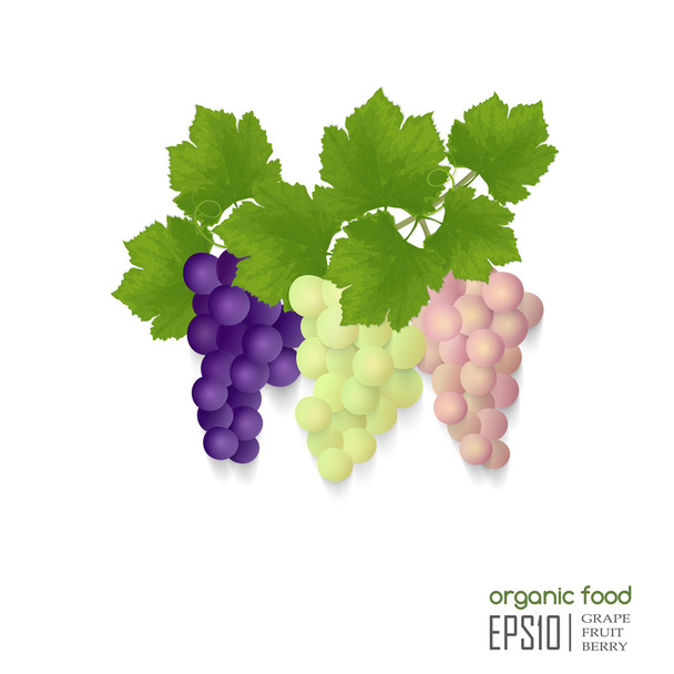 Realistic Illustration of grapes - Διάνυσμα, εικόνα