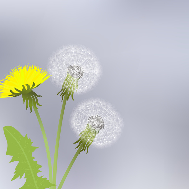 Spring dandelion flowers with leaves - Vector, Image