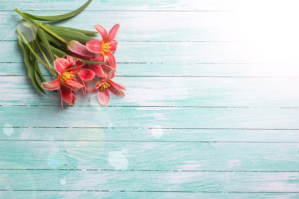 Background with fresh tulips - Photo, image