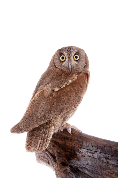 The European scops owl on white - Valokuva, kuva