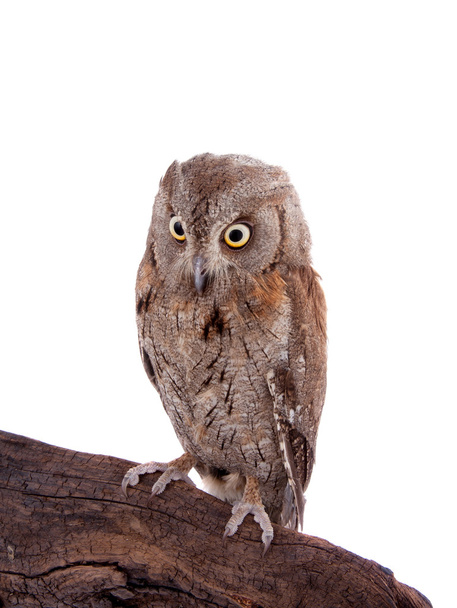 The European scops owl on white - Zdjęcie, obraz