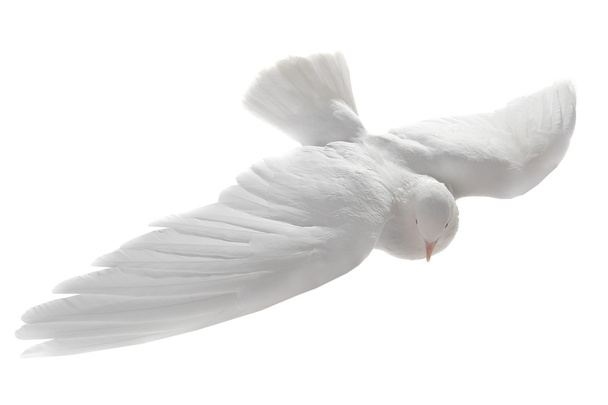 White dove flying - Fotó, kép