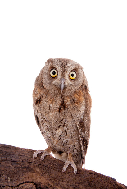 The European scops owl on white - Foto, Imagen